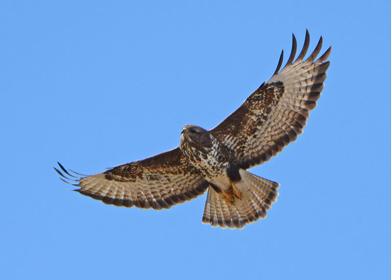 Poiana, Buteo buteo